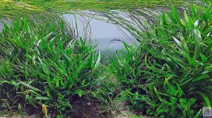 Релакс #Аквариумные #рыбки голубой #неон