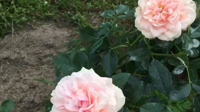 Роза флорибунда Гарден оф Роузес. смотреть онлайн