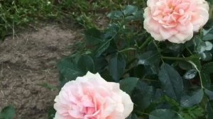 Роза флорибунда Гарден оф Роузес.