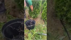 Туя Смарагд 1,6 м оптом | Почему суглинок лучше для туи?