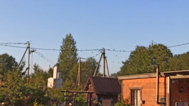 Обзор сада! Начало августа 2020. Часть 2! смотреть онлайн