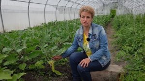 ПОЧЕМУ ВЯНУТ БАКЛАЖАНЫ