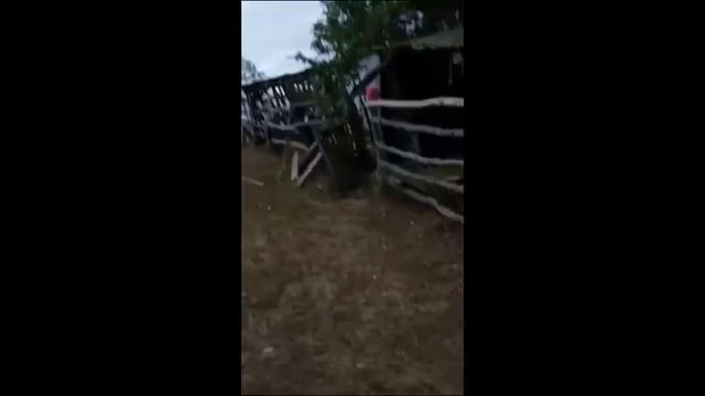 Прогулка вдоль берега Камы. Лошади. смотреть онлайн