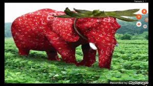 клубника слон