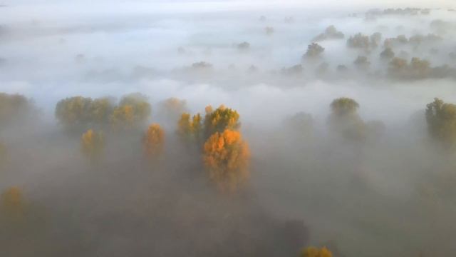 Morning Mist смотреть онлайн