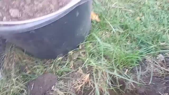 Посадка хвойных растений.Основные правила. смотреть онлайн