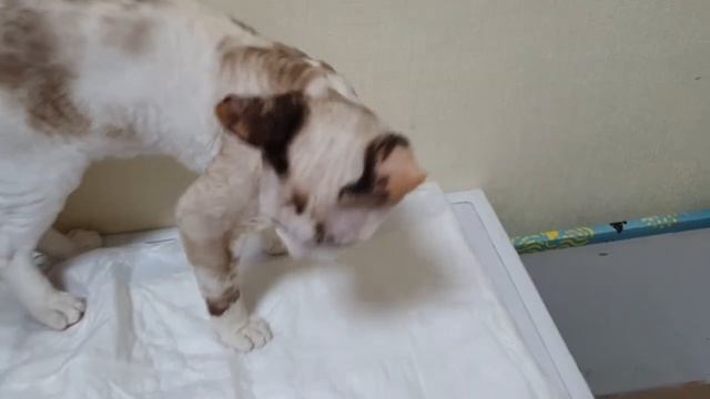 Котята Девон Рекс 08.06.21. Свободные мальчики. Кремовый и Голубой смотреть онлайн