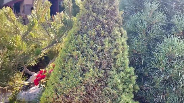 Будни садовода: стригу-топиарю, борюсь с вредителями и гуляю по хостарию… смотреть онлайн
