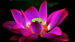 Музыка для души !!! Цветы распускаются под вальс Евгения Доги из кф "Мой ласковый и нежный зверь