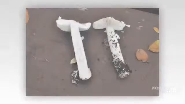 Amanita calyptratoides - fungi kingdom смотреть онлайн