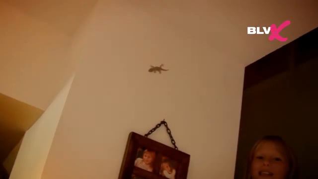 Домашняя Ящерица - My Home Lizard смотреть онлайн