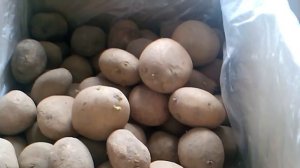 Обработка картошки  перед посадкой