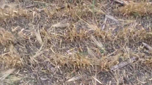 Убираем озимый ячмень , потери огромные. смотреть онлайн