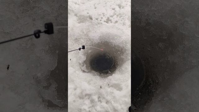 Вот это размерчик? #вологодскаяобласть #вологда #рыбалка смотреть онлайн