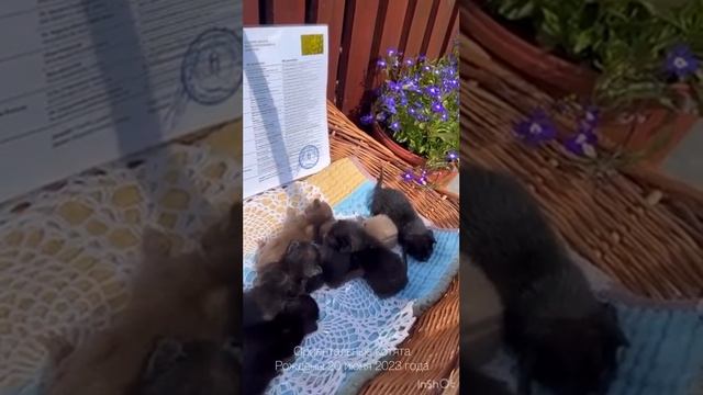 Ориентальные котята. Родились 20 июня 2023г. Ждут своих новых родителей). 89684043307 смотреть онлайн