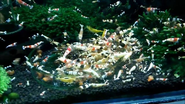 Креветки Красный,черный кристалл Crystal Red,Black Shrimp смотреть онлайн