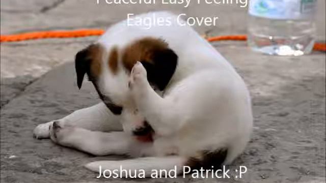 Peaceful Easy Feeling (Eagles Cover) Joshua Pope and Patrick Dean смотреть онлайн