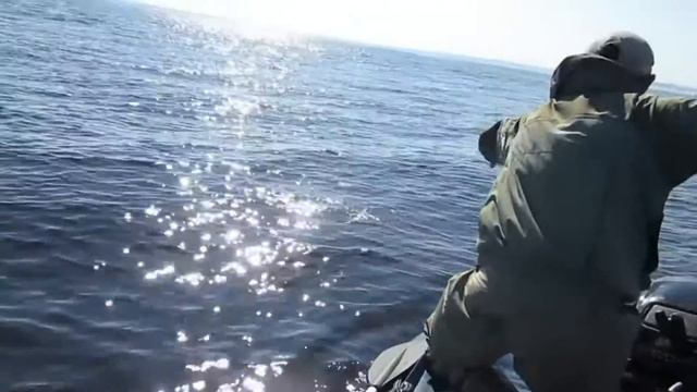 Жерех на iron minnow, берш и окунь на джиг в жару! смотреть онлайн