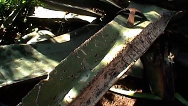 Мексика часть 4 смотреть онлайн