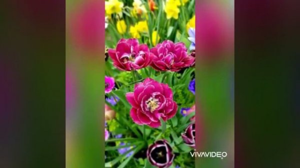 " Tulip Dream Touch "🌷🌷