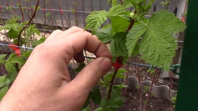 Шпалера (стойка) для малины смотреть онлайн