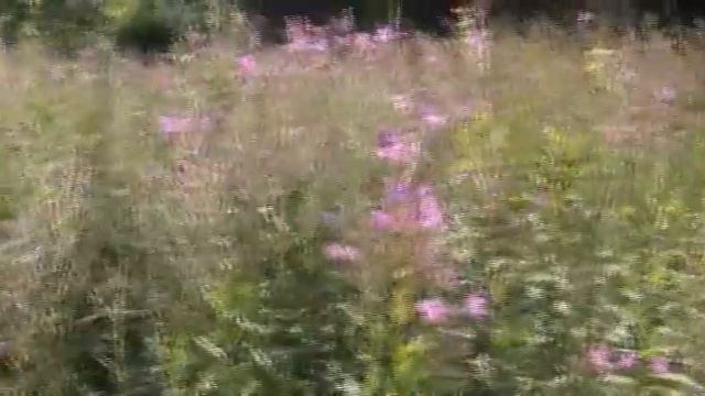 поход за ивани чаем смотреть онлайн
