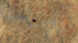 ОСТОРОЖНО В ЛЕСУ КЛЕЩИ! КАК ВЫГЛЯДИТ КЛЕЩ