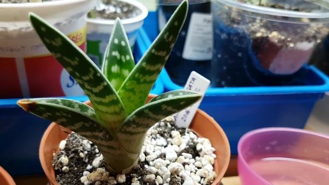 Aloe Variegata Recovered | Aloe Update #1 - 10.02.2017