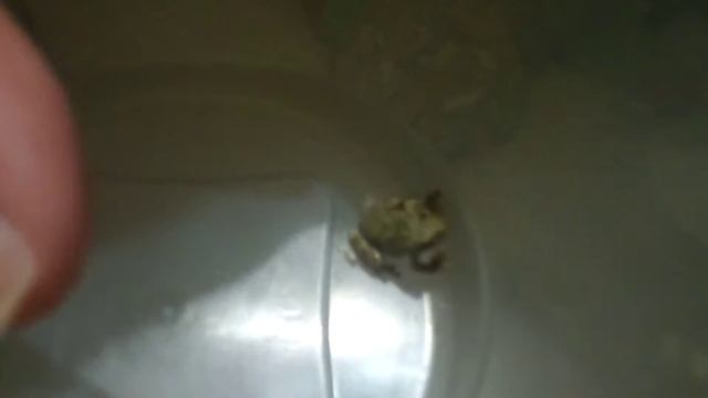 2015 10 24 Tiny Tree Frog смотреть онлайн