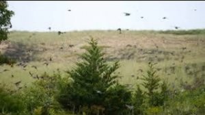 Птицы летают низко