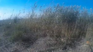 Охота на барсука