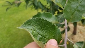 Сорт яблони Легенда в Московской области.