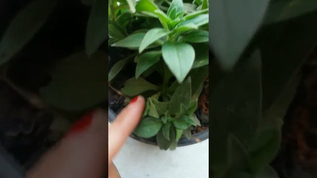 24🌹 Follow 2 Important Tips For More Flowering Evergreengarden