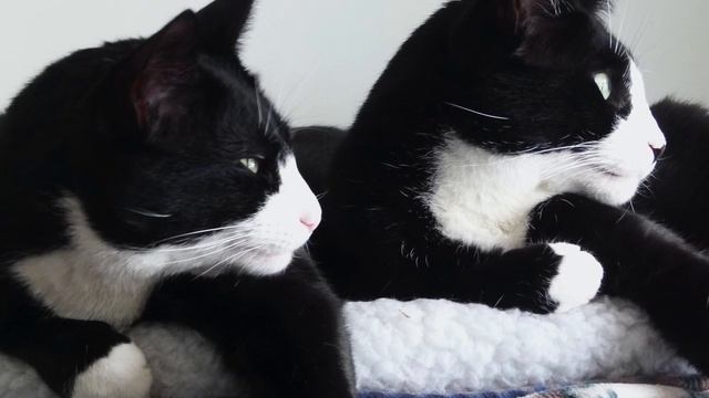 Do You Know the 3 Classifications of Black & White Cats? смотреть онлайн
