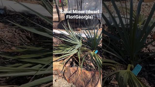 Sabal Minor (dwarf FloriGeorgia) spring 2023 смотреть онлайн