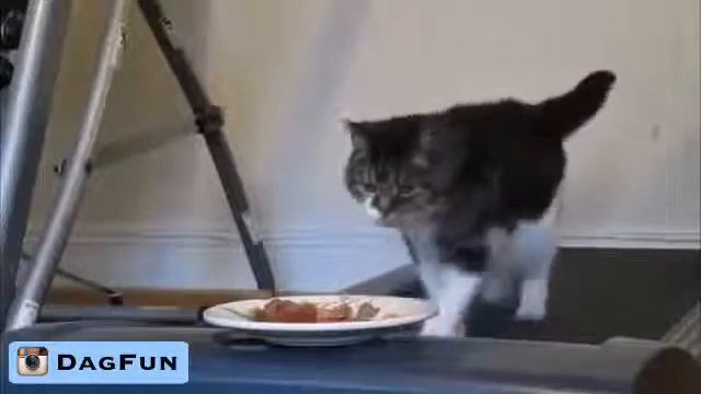 Как тренировать кошку