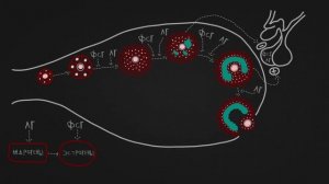 Менструальный цикл (яичниковый цикл, маточный цикл)