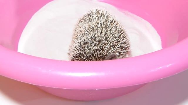 Как купать ежа в песке ? Реакция ежа на песок ! Уход за ежом ! смотреть онлайн