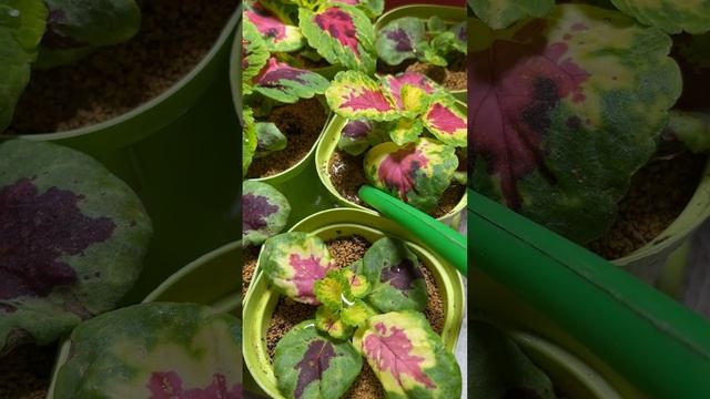 УДОБРЯЕМ ЗОЛОЙ смотреть онлайн