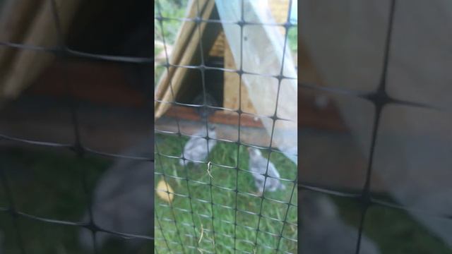 Гриз Сендри 19 день смотреть онлайн