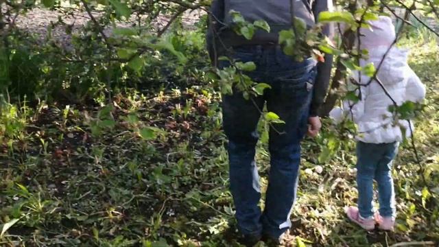 Холодный май 2020 Сирень грибы чем пахнут можжевельники
