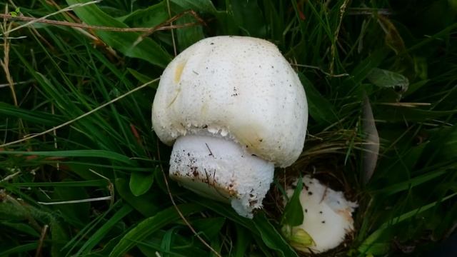 Mushroom ASMR: picking Giant Horse Mushrooms смотреть онлайн