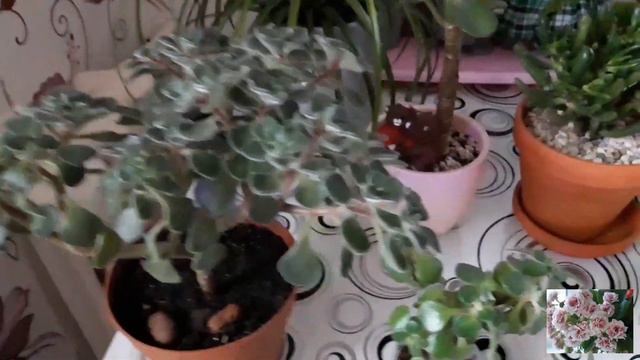 КОМНАТНЫЕ ЦВЕТЫ. смотреть онлайн