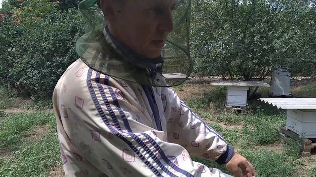 Пчелы злятся,пот течет рекой,но сроки заставляют отбирать зрелый мед на откачку. смотреть онлайн