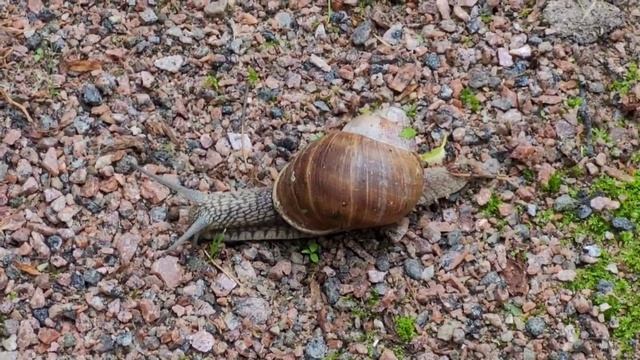 Улитка ползет, животные