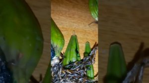 Орхидеи из Вьетнама (как посадить)