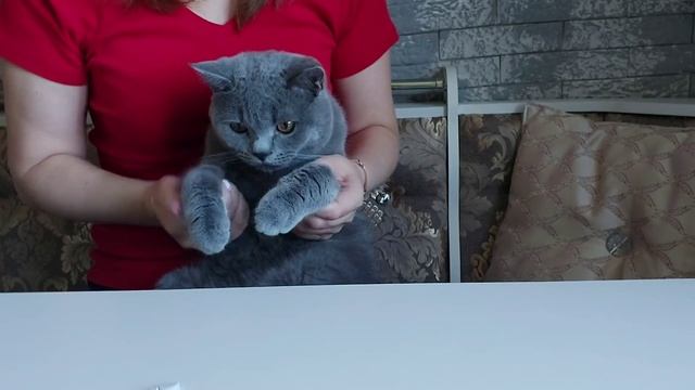 Как дать коту ? твёрдые ? таблетки без проблем смотреть онлайн