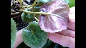 Цикламен (Cyclamen) Трипс - вредитель цикламена. Признаки поражения. Обработка от трипса.