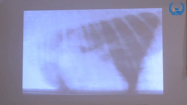 Бокарев А. Н. в УЦ «Зоовет» | Кардиология, ч. 1 смотреть онлайн