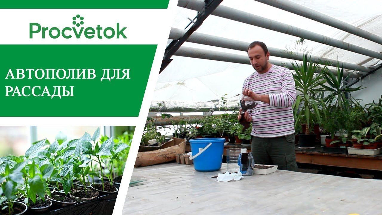 Парник с автополивом для выращивания рассады. Фитильный полив. смотреть онлайн